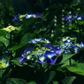 写真句：道端の花15：木漏れ日