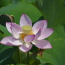 明光蓮(１)
