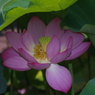 蓮の日傘で花長持ち