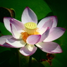 明光蓮(２)