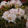 石楠花
