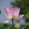 明光蓮(２)