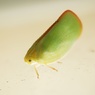 緑の小型飛行生物