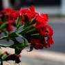 道端に花束を