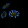 草陰の姫。