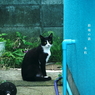写真句：ミー
