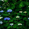 写真句：道端の花17：紫陽花