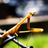 カマキリくん