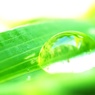 Morning Drop