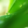 Green Drop