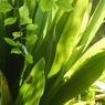 光と影～植物