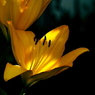 写真句：道端の花18：百合