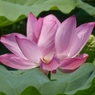 令和７年行田古代蓮(６)