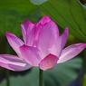 令和７年行田古代蓮(７)