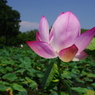 行田古代蓮と花托のひそひそ話？