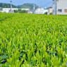 静岡牧之原茶の茶畑