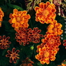 写真句：道端の花19：いのちの美