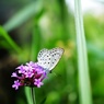 三尺バーベナ