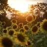 夕暮れ　ひまわり