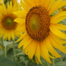 P7312708