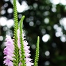ハナトラノオ（花虎の尾）