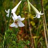 雨で汚れた蕊