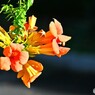 夏らしい華
