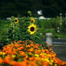 写真句：道端の花26：ひまわり