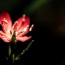 赤花夕化粧(アカバナユウゲショウ)