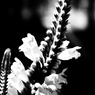 花尾は虎。