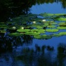 夏の朝　３