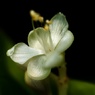 ヤブミョウガ（藪茗荷）の花