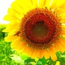 夏の花