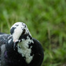 この鳥がライチョウに見えたあなたは･･･