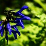 青い花の時期