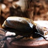 カブトムシ