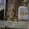 日影のネコさん