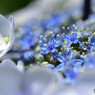 近所の紫陽花