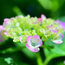近所の紫陽花