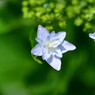 近所の紫陽花