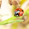 ピカピカのテントウ虫