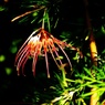 花火のように、グレビレア(grevillea)