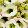 gift.２