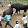 20110802_山古志牛の角突き 243