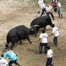 20110802_山古志牛の角突き 265