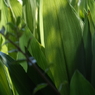 光と影～植物
