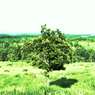 extend trees