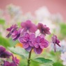 誰かさん家の紫陽花