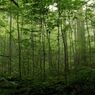 奥多摩　三頭山