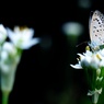 隣の芝は。